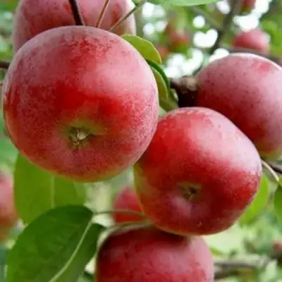 Яблоня АНТЕЙ в Слуцке