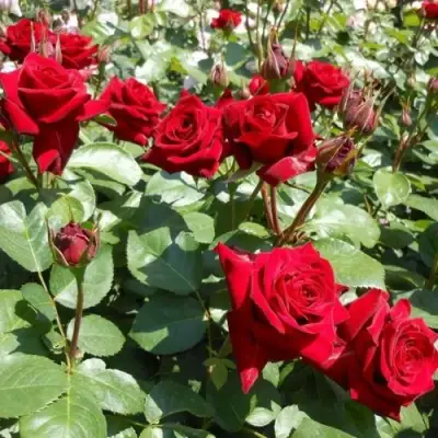 Роза ЭКСПЛОРЕР чайно-гибридная в Слуцке