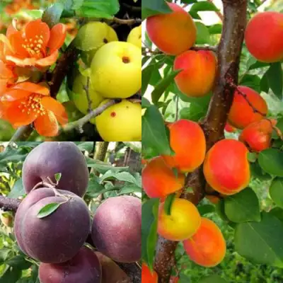 Комплект САД ДЛЯ ГУРМАНА в Слуцке