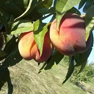 Персик СОФГАФЕН в Слуцке