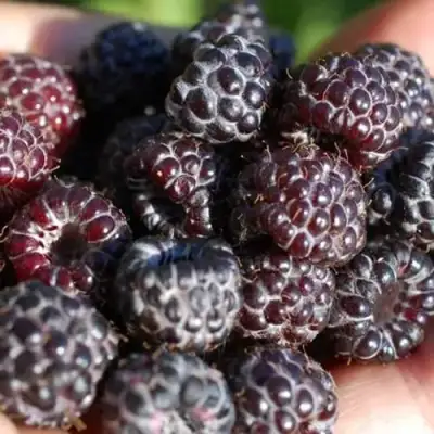 Малина БРИСТОЛЬ в Слуцке