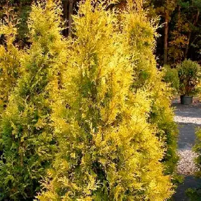 Туя ЕВРОПА ГОЛД западная в Слуцке