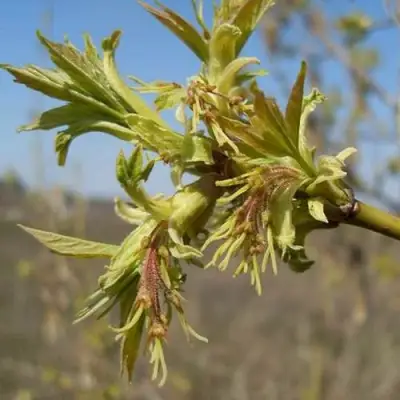 Клен ясенелистный в Слуцке