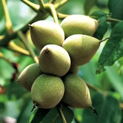 Орех МАНЬЧЖУРСКИЙ в Слуцке