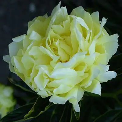 Пион ЗОЛОТАЯ КОЛЕСНИЦА травянистый в Слуцке