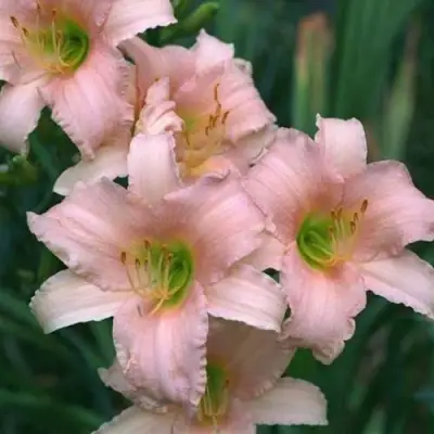 Лилейник ЛАКШЕРИ ЛЕЙС гибридный в Слуцке