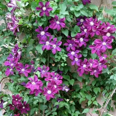 Клематис ГЕРОИ ВАРШАВЫ в Слуцке