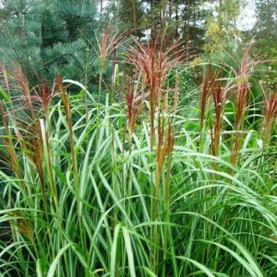 Мискантус МАЛЕПАРТУС китайский  в Слуцке