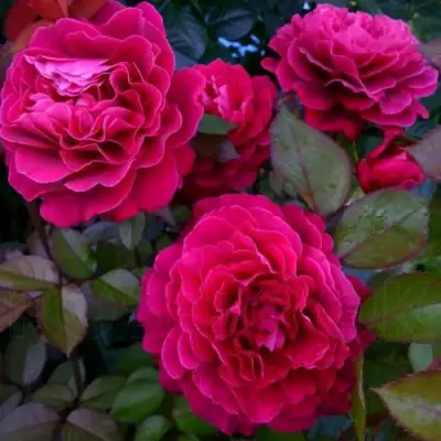 Роза БЕЛЬВЬЮ чайно-гибридная в Слуцке