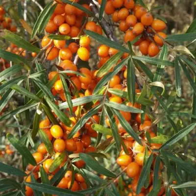 Облепиха РОСИНКА в Слуцке