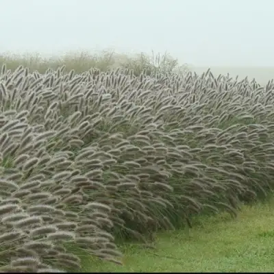 Пеннисетум ЛЕДИ Ю в Слуцке