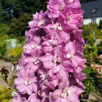 Дельфиниум АСТОЛАТ тихоокеанский в Слуцке