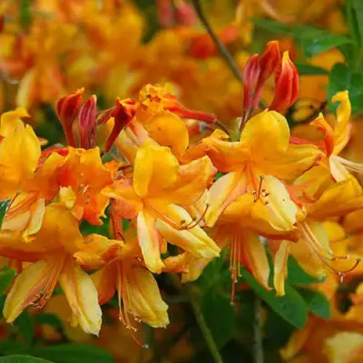 Азалия ОРАНЖ ХИТ листопадная в Слуцке