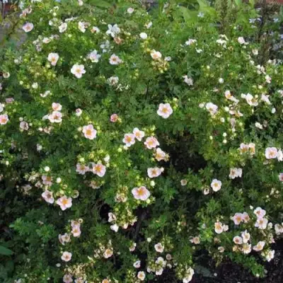 Лапчатка ПИНК КВИН кустарниковая в Слуцке