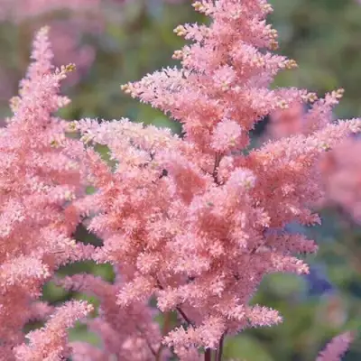 Астильба ГЛИТТЕР ЭНД ГЛАМУР китайская в Слуцке