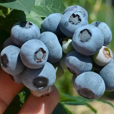 Голубика НЕЛЬСОН в Слуцке