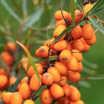 Облепиха АЛТАЙСКАЯ в Слуцке