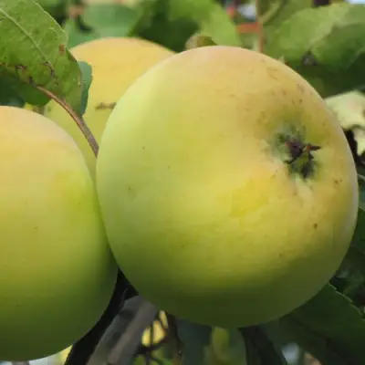 Яблоня РОССИЯНКА в Слуцке