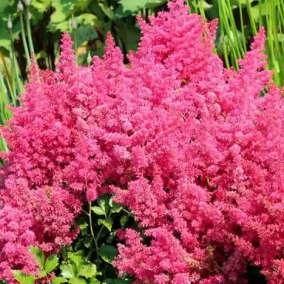 Астильба САННИ ДЕЙ гибридная в Слуцке