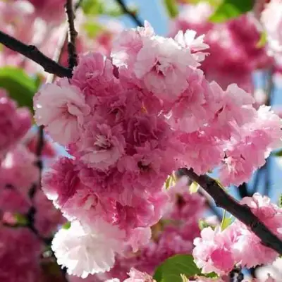 Сакура ПИНК ПЕРФЕКШН в Слуцке