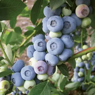 Голубика ЛИБЕРТИ в Слуцке