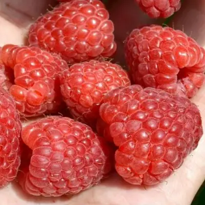 Малина ХЕРИТЕЙДЖ в Слуцке