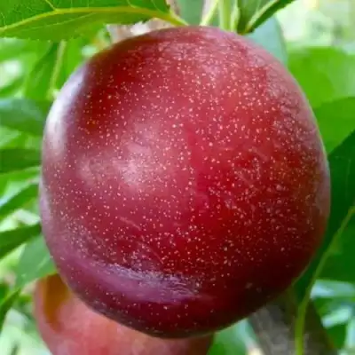 Слива БЕРБАНК ГИГАНТ в Слуцке