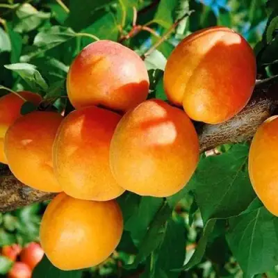 Абрикос СПАДЧЫНА в Слуцке