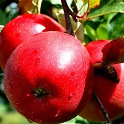 Яблоня РЕДФРИ в Слуцке