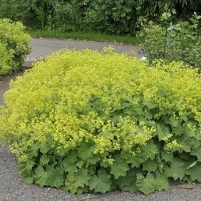 Манжетка ТРИЛЛЕР мягкая в Слуцке