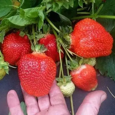 Клубника АЗИЯ в Слуцке