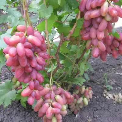 Виноград ЮЛИАН в Слуцке