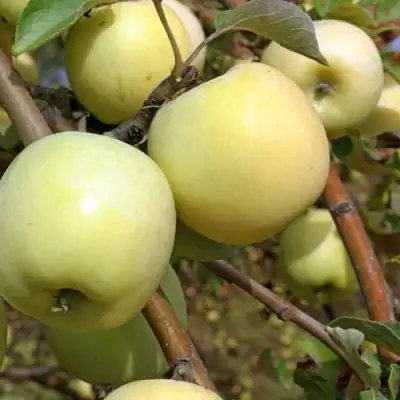 Яблоня АНТОНОВКА ОБЫКНОВЕННАЯ в Слуцке