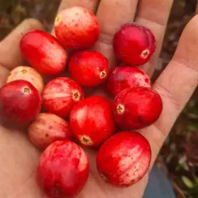 Клюква СТАНКОВИЧ в Слуцке