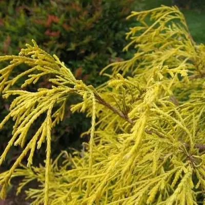 Кипарисовик ВАВЕЛ горохоплодный в Слуцке