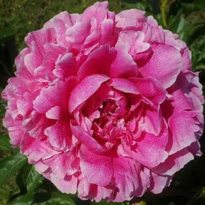 Пион ЗЕ ФОН травянистый в Слуцке