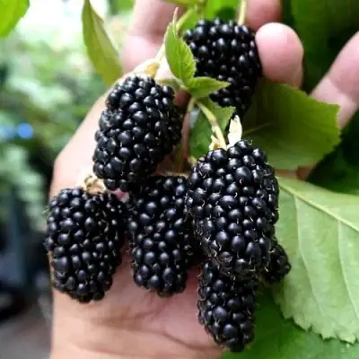 Ежевика ПРАЙМ АРК 45 ремонтантная   в Слуцке