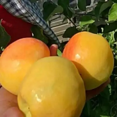 Яблоня АНТОНОВКА ЗОЛОТАЯ в Слуцке