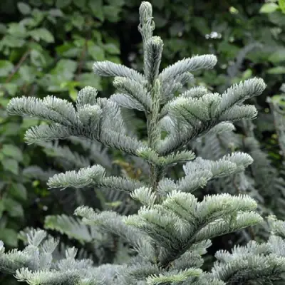 Пихта благородная в Слуцке