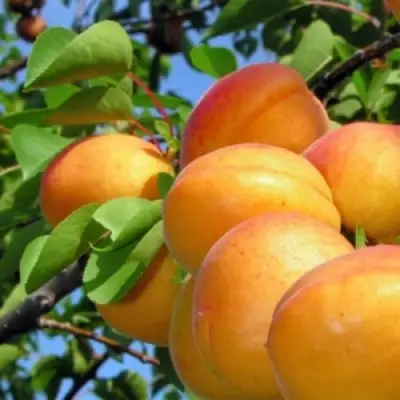 Абрикос ЭДЕЛЬВЕЙС в Слуцке