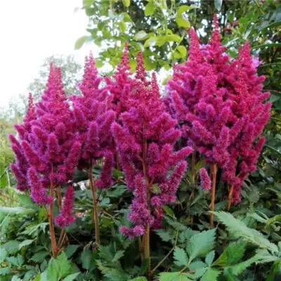 Астильба ВИЖНС китайская в Слуцке