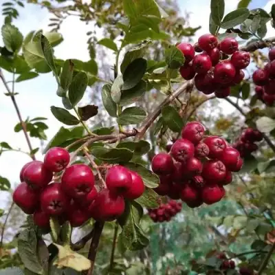 Рябина ГРАНАТНАЯ сладкоплодная в Слуцке