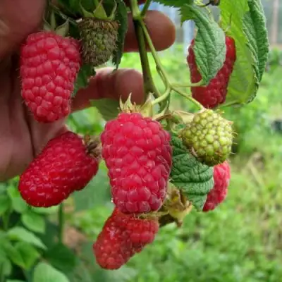 Малина ЛЯЧКА (ЛАШКА, ЛЯШКА) в Слуцке