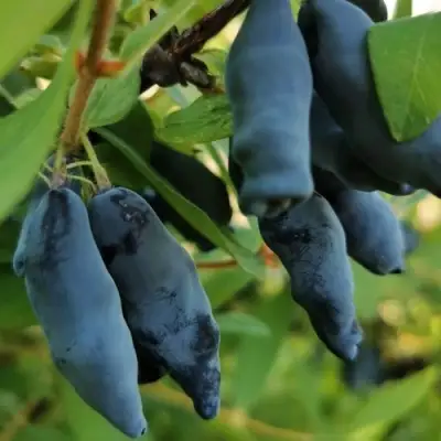 Жимолость съедобная СИЛЬГИНКА в Слуцке