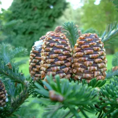 Пихта ФРАЗЕРА в Слуцке