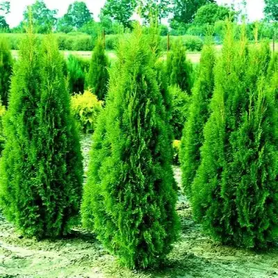 Туя ВИДМАНТ западная в Слуцке