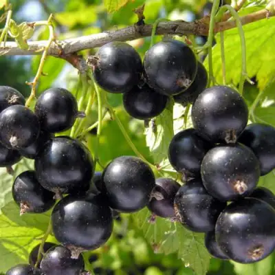 Смородина черная ГАМАЮН в Слуцке