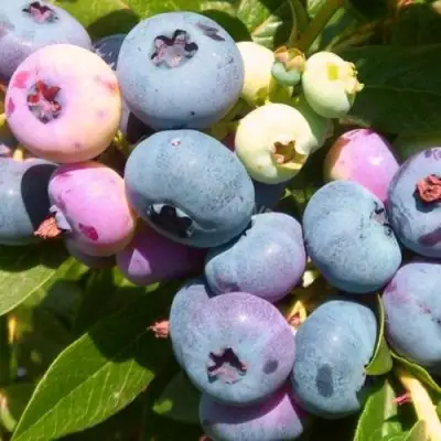 Голубика ЭЛИЗАБЕТ в Слуцке