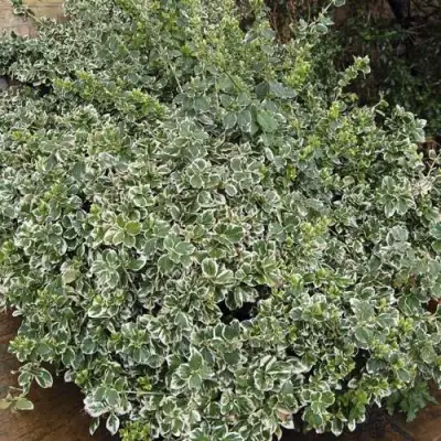 Бересклет ЭМЕРАЛЬД ГАИТИ форчуна  в Слуцке