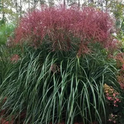 Мискантус МАЛЕПАРТУС китайский  в Слуцке